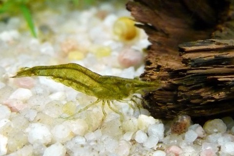Atyaephyra desmaresti 3